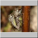 Tolmerus atricapillus - Raubfliege 05 12mm.jpg